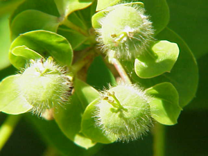 Euphorbia dulcis0.jpg © Kurt Stüber [1]