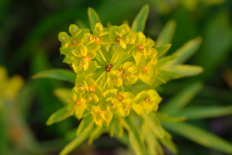 Euphorbia esula - kibe piimalill.jpg &copy; Ivar Leidus