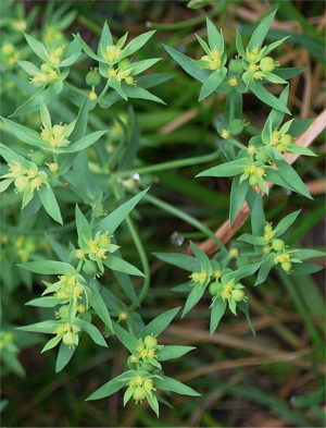 Euphorbia exigua2 closeup.jpg © Stefan-Xp