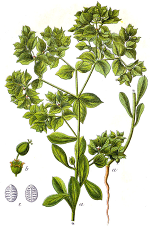 Euphorbia falcata Sturm32.jpg © Johann Georg Sturm (Painter: Jacob Sturm)