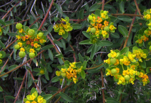 Euphorbia flavicoma12.JPG © Victor M. Vicente Selvas