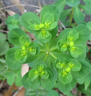 Euphorbia helioscopia2.jpg © Sphl