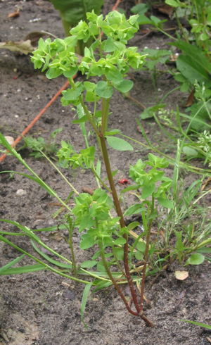 Tuinwolfsmelk Euphorbia peplus.jpg © Rasbak