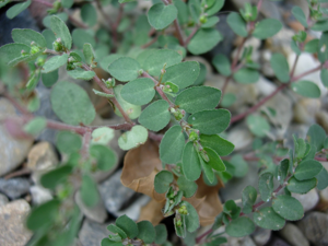 Euphorbia prostrata.jpg © toony
