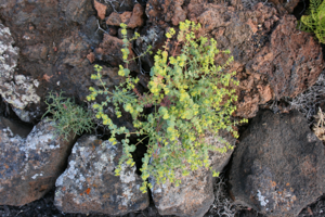 Haría Arrieta - Calle Jameos del Agua-LZ-1 - Euphorbia segetalis 01 ies.jpg © Frank Vincentz