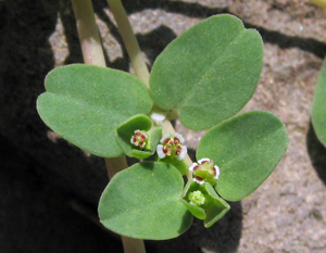 Chamaesyceserpens.jpg © Anthony Valois and the National Park Service