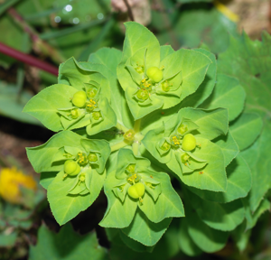 Euphorbia February 2008-2.jpg © Alvesgaspar