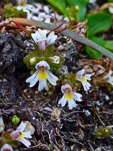 Euphrasia picta 003.JPG &copy; H. Zell
