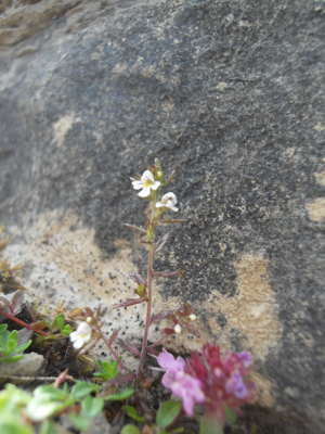 Euphrasia salisburgensis.JPG © Wolffia