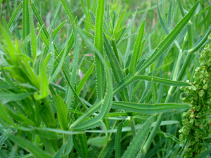 Falcaria vulgaris W.jpg © Fornax