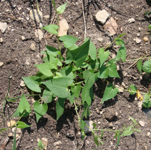 Fallopia convolvulus1pl.jpg © Aung