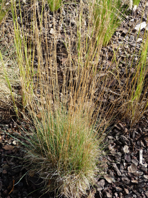 Festuca arvernensis.jpg © Commons