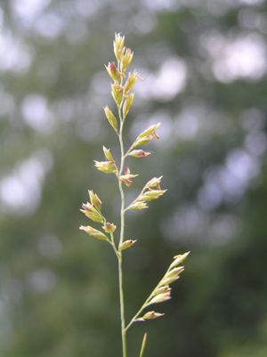 Festuca filiformis2.JPG © Petr Filippov