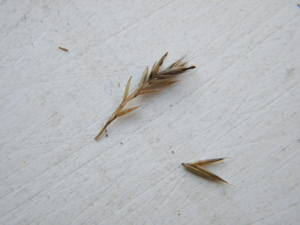 Festuca lemanii 007.JPG © Bildoj