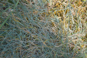 Festuca longifolia subsp. pseudocostei (Marienfloss).JPG © Jean.claude