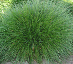 Gewoon roodzwenkgras Festuca rubra var. commutata.jpg © Rasbak