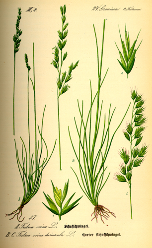 Illustration Festuca ovina0.jpg &copy; Commons
