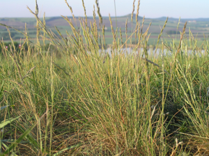 Festuca valesiaca1.JPG © Petr Filippov