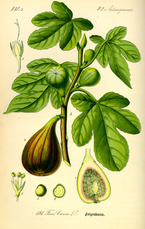 Illustration Ficus carica0.jpg © Commons