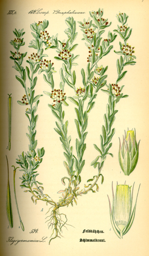 Illustration Filago lutescens0.jpg © Commons