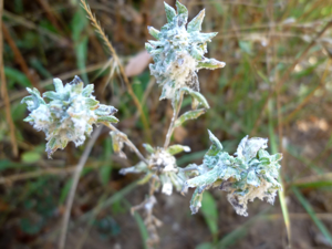 FILAGO PYRAMIDATA - MORROCURT - IB-083 (Herba cotonera).JPG © Isidre blanc
