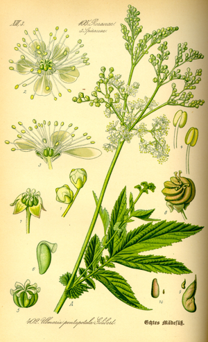 Illustration Filipendula ulmaria0.jpg © Commons