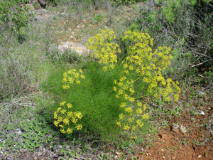 Foeniculum vulgare.JPG © Taken by Carsten Niehaus (user:Lumbar).