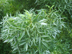 Fraxinus angustifolia foliage.jpg © No machine-readable author provided. MPF assumed (based on copyright claims).