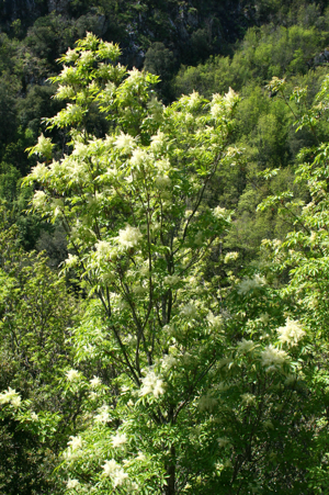 Fraxinus ornus JPG2.jpg © Jean-Pol GRANDMONT