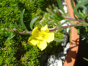 Fumana procumbens 2.JPG © Ghislain118 http://www.fleurs-des-montagnes.net