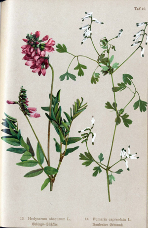 Fumaria capreolata i02.jpg © W. Winkler