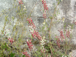 Fumaria muralis01.jpg © Commons