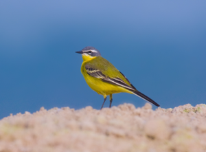 Yellow wagtail.jpg © Andreas Trepte