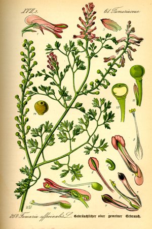 Illustration Fumaria officinalis0.jpg © Commons