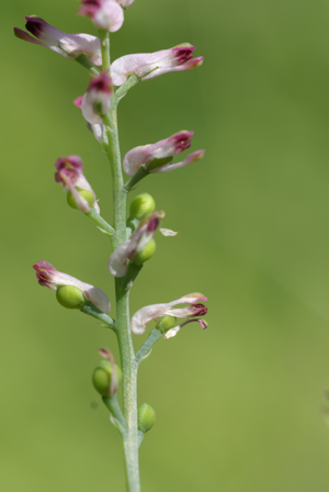 Fumaria vaillantii 4.JPG © Rolf Engstrand