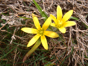 Gagea probably bohemica seglea.JPG © Stephen Lea