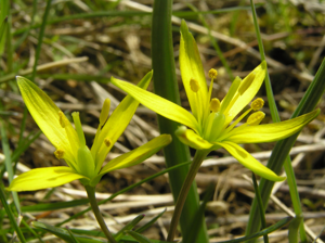 Gagea pratensis2.jpg © B.Preuschhof (Rabe19)
