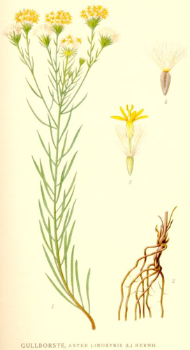 Aster linosyris nf.jpg © Commons