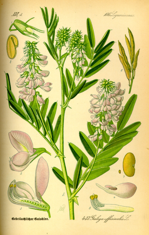 Illustration Galega officinalis0.jpg © Commons