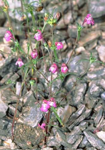 Galeopsis angustifolia1 eF.jpg &copy; user:Fornax