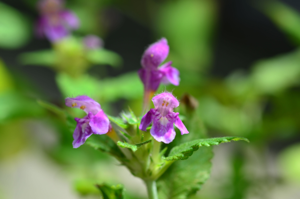 Galeopsis ladanum (7807345674).jpg © Radio Tonreg from Vienna, Austria