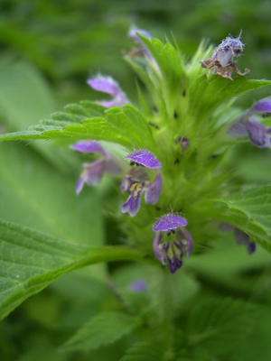 Galeopsis tetrahit bloemen2.jpg © Commons