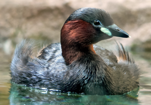 Zwergtaucher 060319 3.jpg © Commons