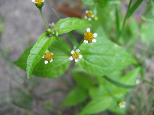 Galinsoga parviflora bluete.jpeg © Kristian Peters -- Fabelfroh 15:16, 26 January 2006 (UTC)