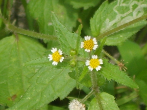 Galinsoga quadriradiata 03.JPG © Dalgial