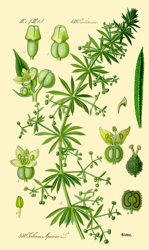 Galium aparine b.jpg © Commons