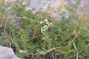 Galium corrudifolium (Pont du Gard 13).JPG © Jean.claude
