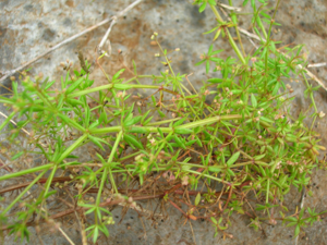 Starr 051122-5320 Galium divaricatum.jpg © Forest & Kim Starr