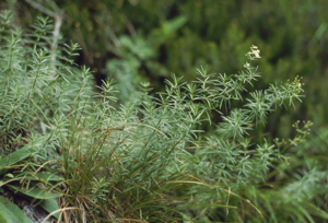 Galium lucidum 1.jpg © Franz Xaver