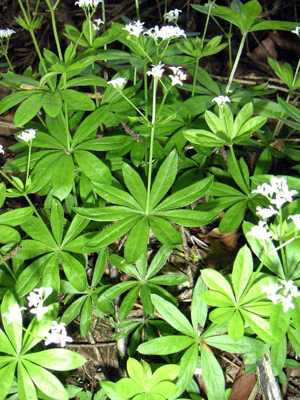 Waldmeister.jpg © Jopi